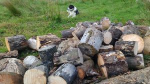 wood pile and George