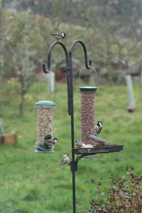 birds at feeding station