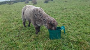 sarka having a drink