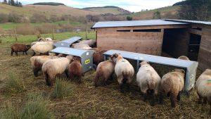 sheep and hay