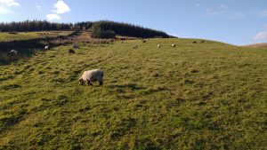 sheep happy in autumn sunshine