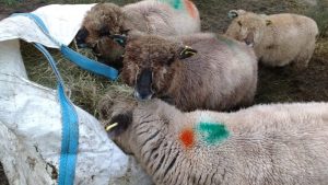 lambs in hay bag
