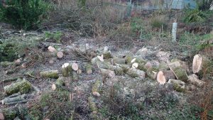 into freshly cut logs