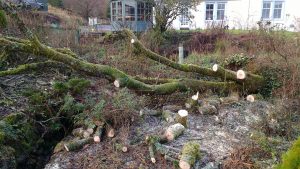 fallen willow tree