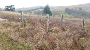 hazel copse