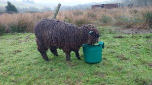 Ymogen and her bucket Friday 8 days