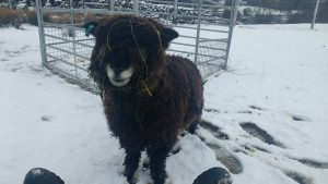 Ymogen in the snow 10 days