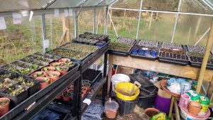 greenhouse planted