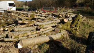 lots of wood