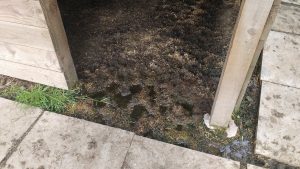 muddy puddle in shelter