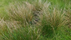 Ymogen hiding in the grass
