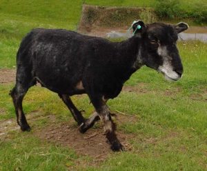Ymogen sheared for the first time