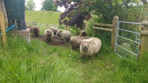 sheep in - awaiting shearing