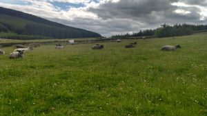 back out to pasture