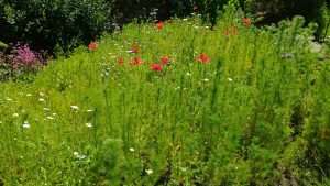 meadow