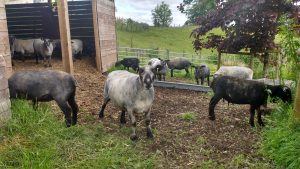 sheared