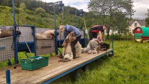 shearing - sparkle watching bluemli