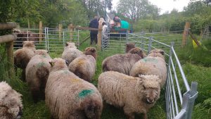 shearing waiting room