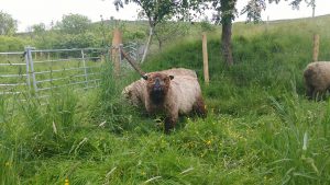 yakozuki awaiting shearing