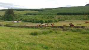 cows back at auchenstroan