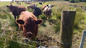 cows queing for water