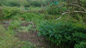 flower bed clearing underway