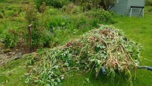 pile of weeds