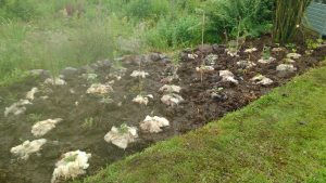 flower bed woolly protection