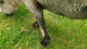 vera - leg wound