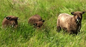 coloured-ryeland-lambs