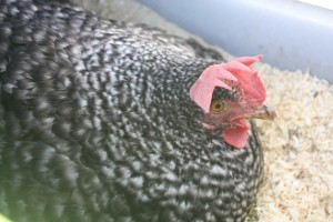 broody-hen