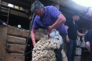 sheep-shearing