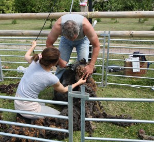 adrian and nicole shearing sheep