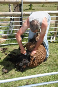 shearing underway