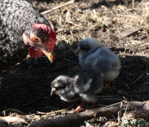 baby chickens