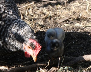 baby chickens