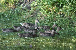 ducklings