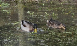 adult ducks