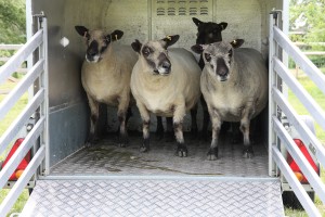 new-coloured-ryeland-sheep