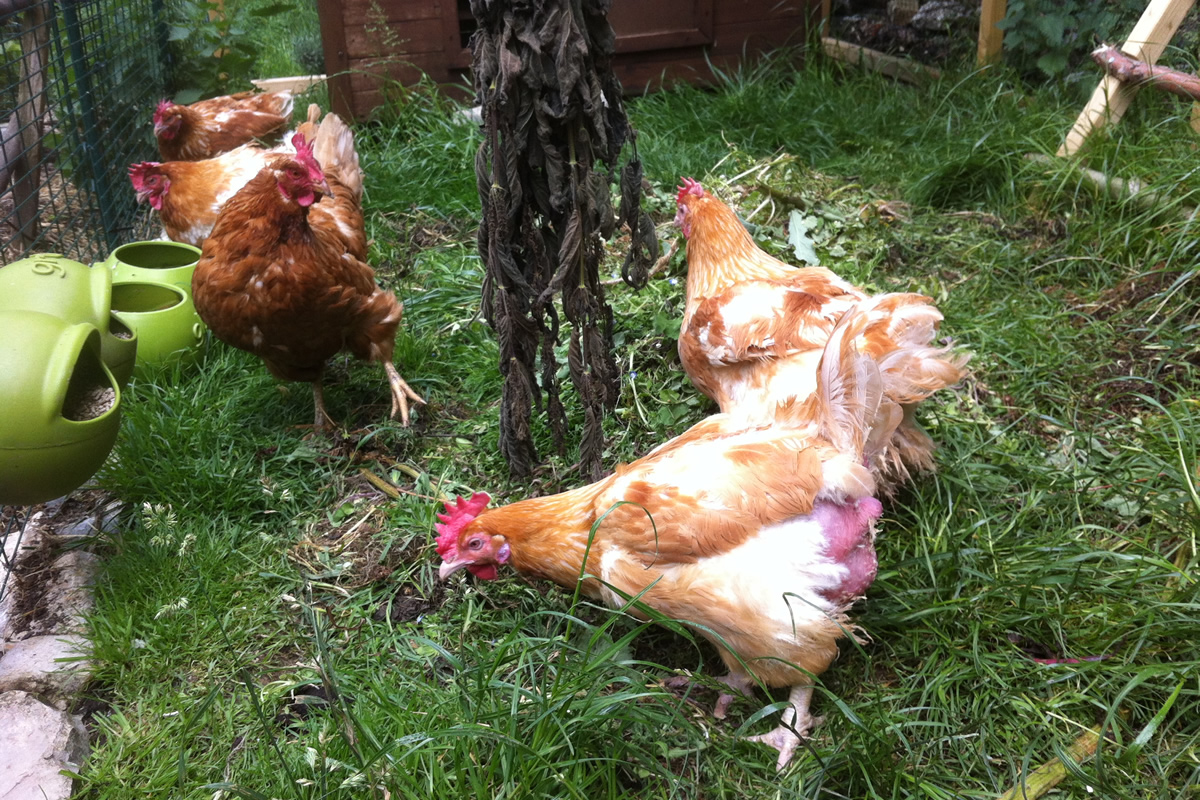 new rescue hens