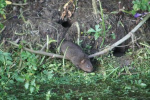 water vole