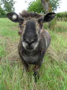 helma coloured ryeland in new field