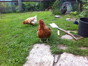 ex battery hens out and about