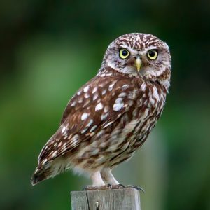 little owl