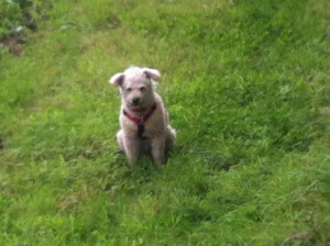 maxi-blackberry-picking