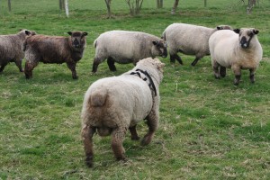 ginger-coloured-ryeland-ram-runs-to-ewes