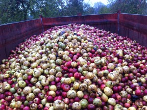 apple harvest