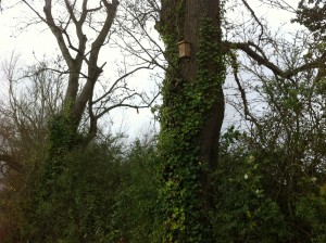 bat box