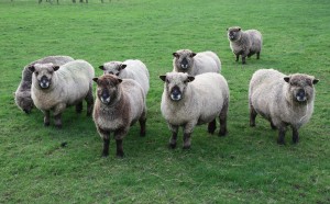sheep looking at dog