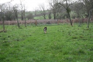 haribot-collie-running